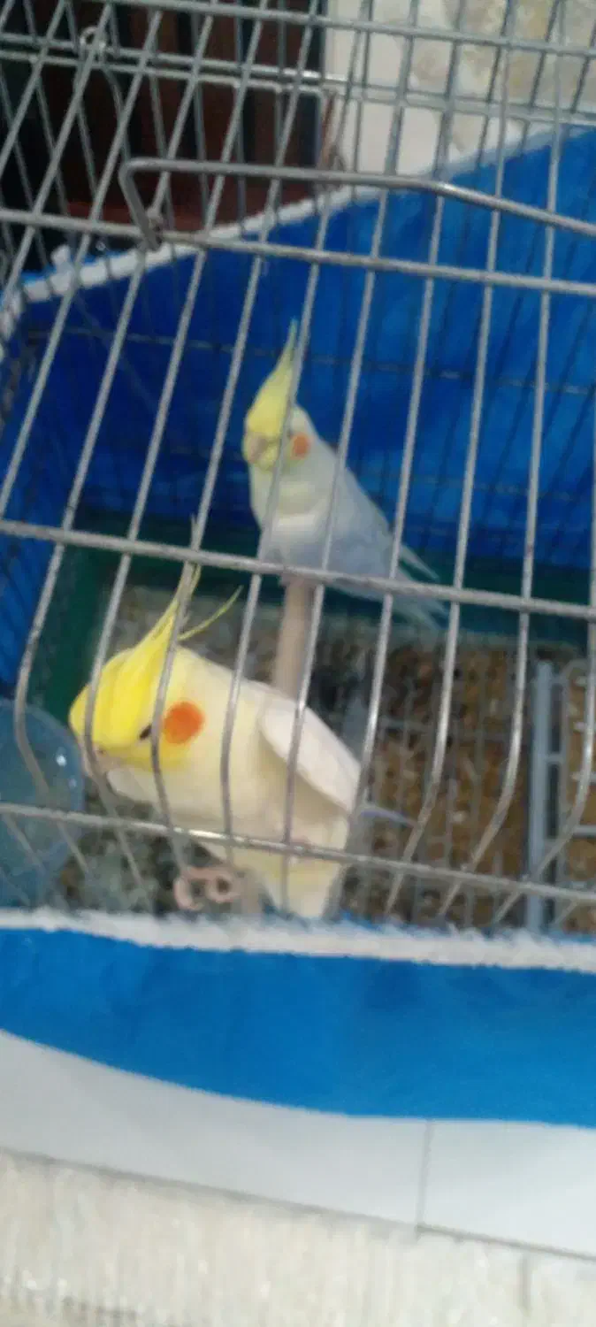 عروس هلندی|پرنده|اصفهان, بابوکان|دیوار