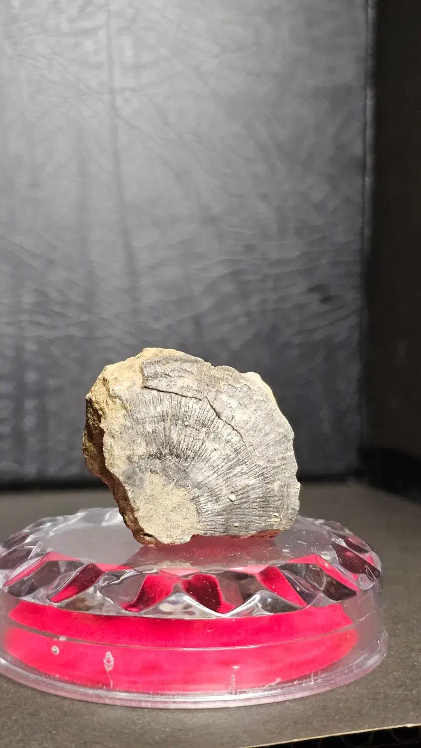 پنج عدد فسیل چند میلیون ساله|کلکسیون اشیاء عتیقه|دماوند, دماوند|دیوار