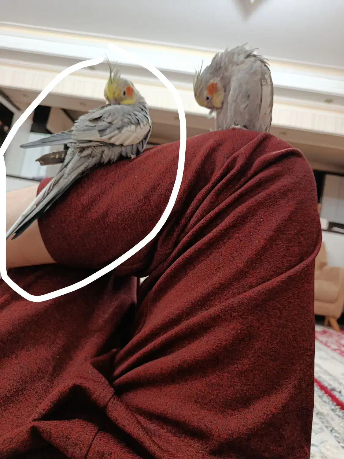 یک عروس هلندی و طوطی برزیلی|پرنده|اسلام‌شهر, شهرک سعیدیه|دیوار