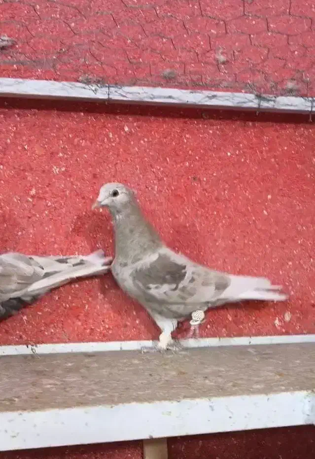 کفتر دم سفید کرم|پرنده|شیراز, تندگویان|دیوار