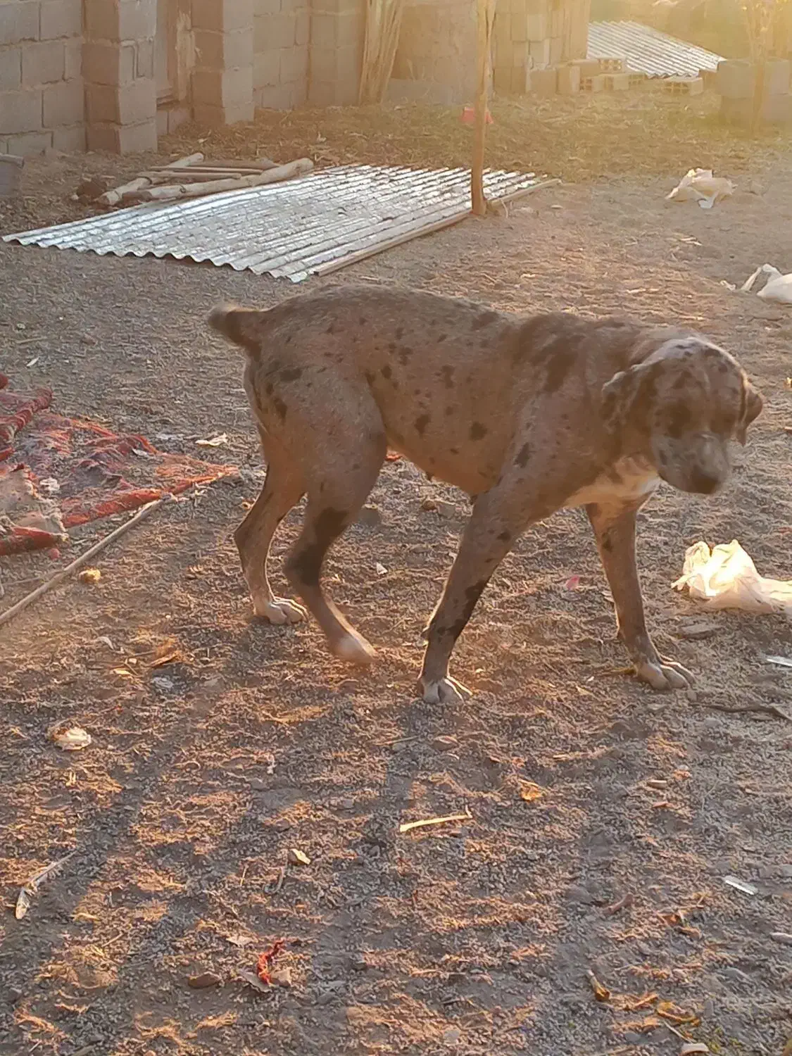 سگ نگهبان|سگ|کهریزک, |دیوار