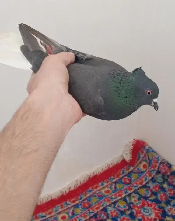 کبوتر|پرنده|شیروان (خراسان), |دیوار