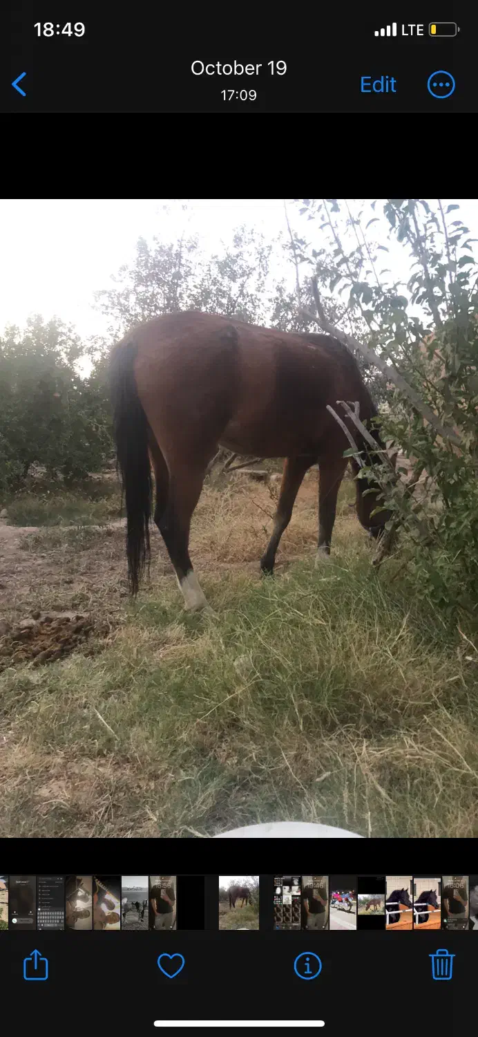 حیوان اسب با تجهیزات|اسب و تجهیزات اسب‌سواری|فردوس (خراسان), |دیوار