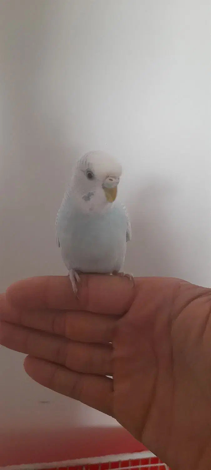 مرغ عشق نیمه دستی|پرنده|رضویه, |دیوار