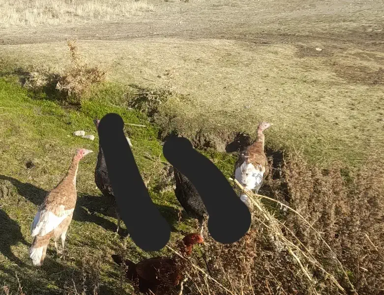 جوجه بوقلمون|حیوانات مزرعه|اهر, |دیوار