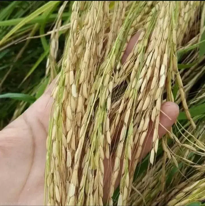 برنج محلی بروجرد و دورود درجه یک سالم و نیم دانه|خوردنی و آشامیدنی|بروجرد, |دیوار