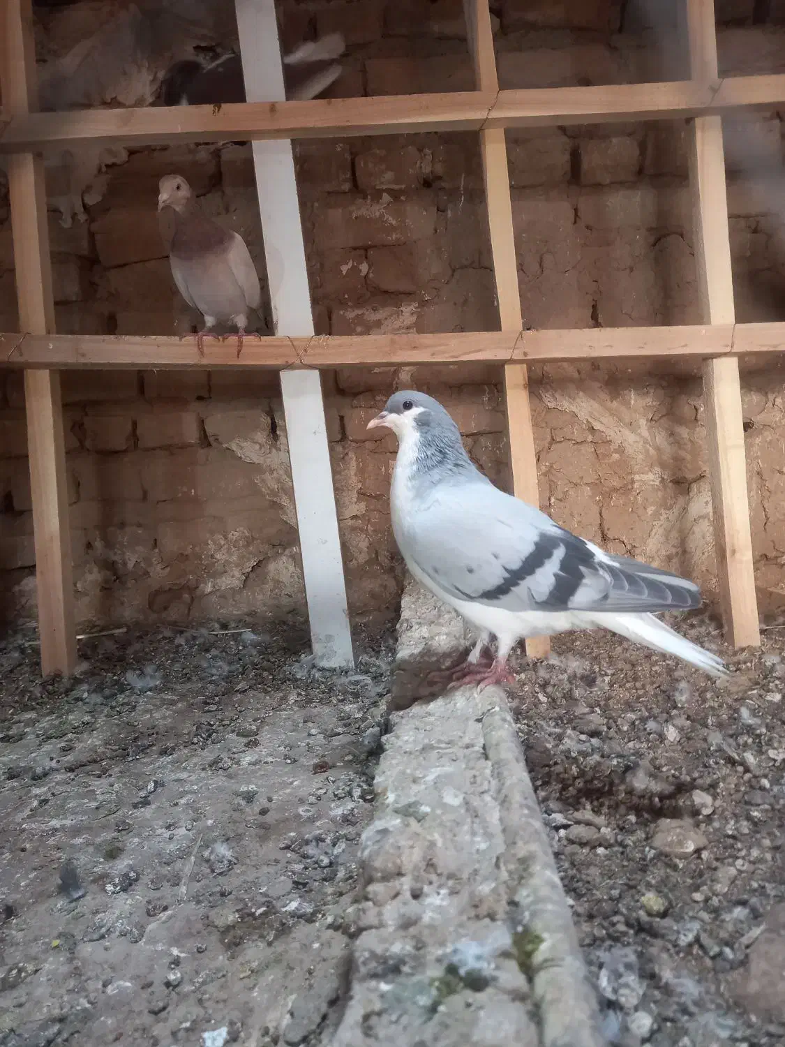 کو بدرنگ|پرنده|تاکستان, |دیوار