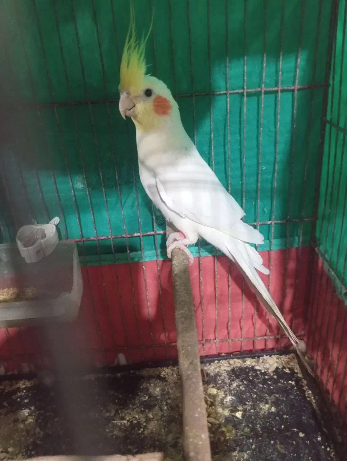 عروس هلندی آلبینونر ویک جفت سینامون|پرنده|حاجی آباد, |دیوار