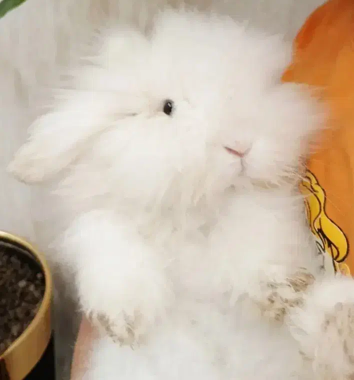 خرگوش نژاد ترکیش|موش و خرگوش|یزد, |دیوار