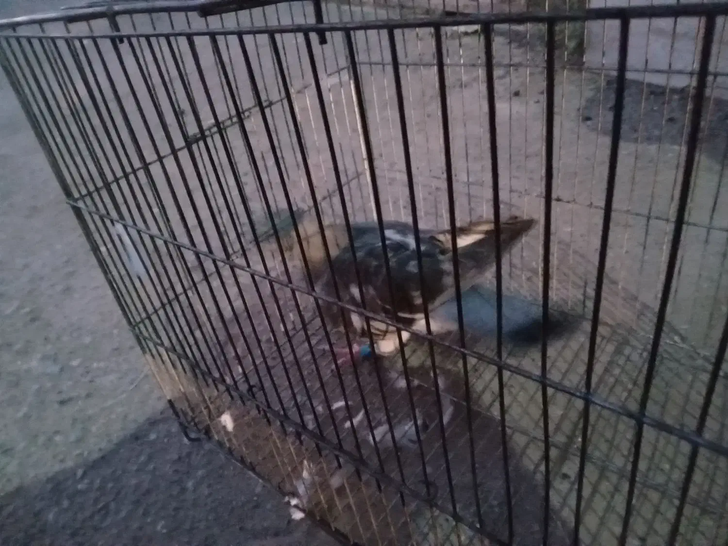 سبزالمانیپلاکدارپرشی|پرنده|شامکان, |دیوار