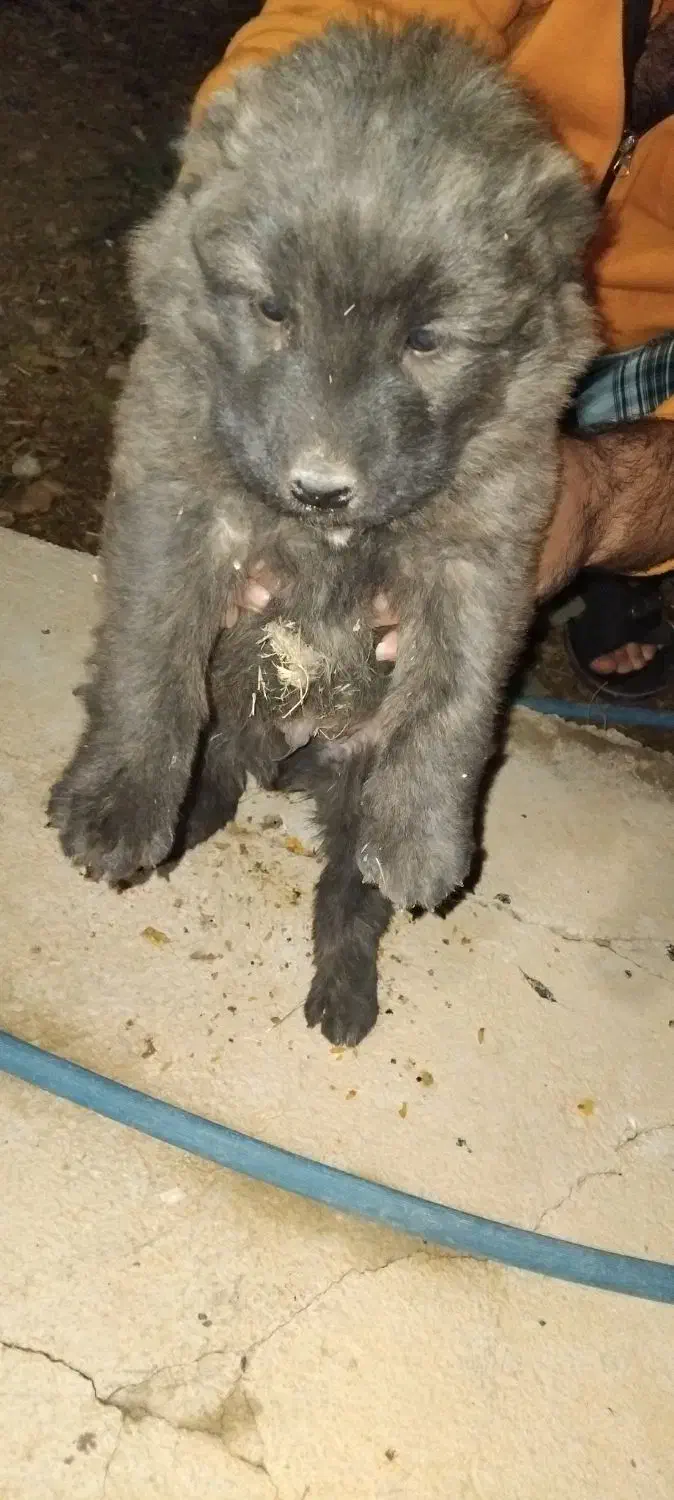 واگذری سگ قفقازی نر|سگ|کوهرنگ, |دیوار