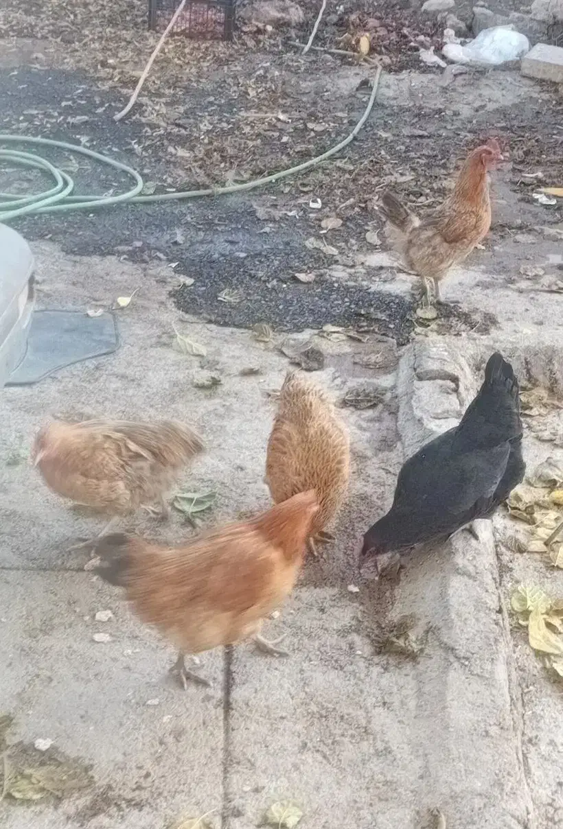 ۵ تا مرغ تخم گذار محلی|حیوانات مزرعه|ویسیان, |دیوار