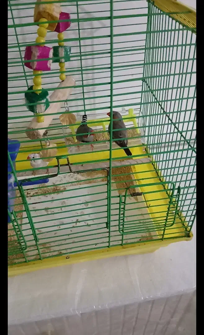 پرنده فنج|پرنده|تبریز, |دیوار