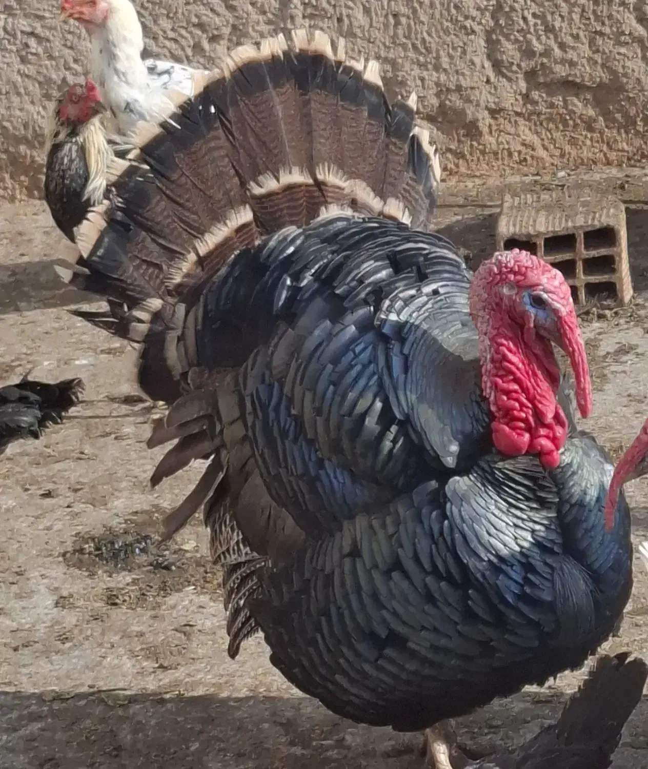 فروش بوقلمون محلی|حیوانات مزرعه|الوند, |دیوار