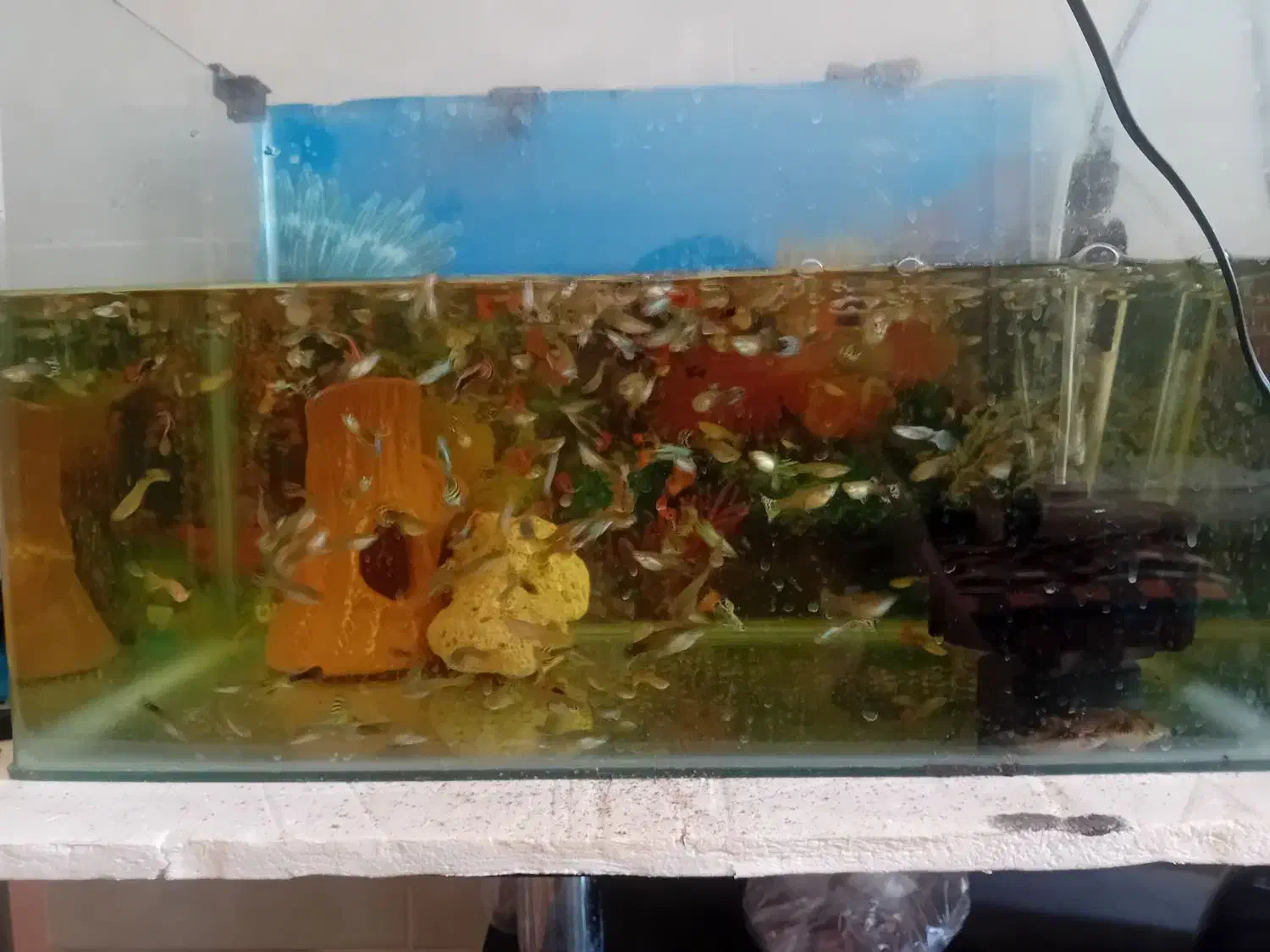 ماهی آکواریوم گوپی سالم سرحال|ماهی|سیرجان, |دیوار