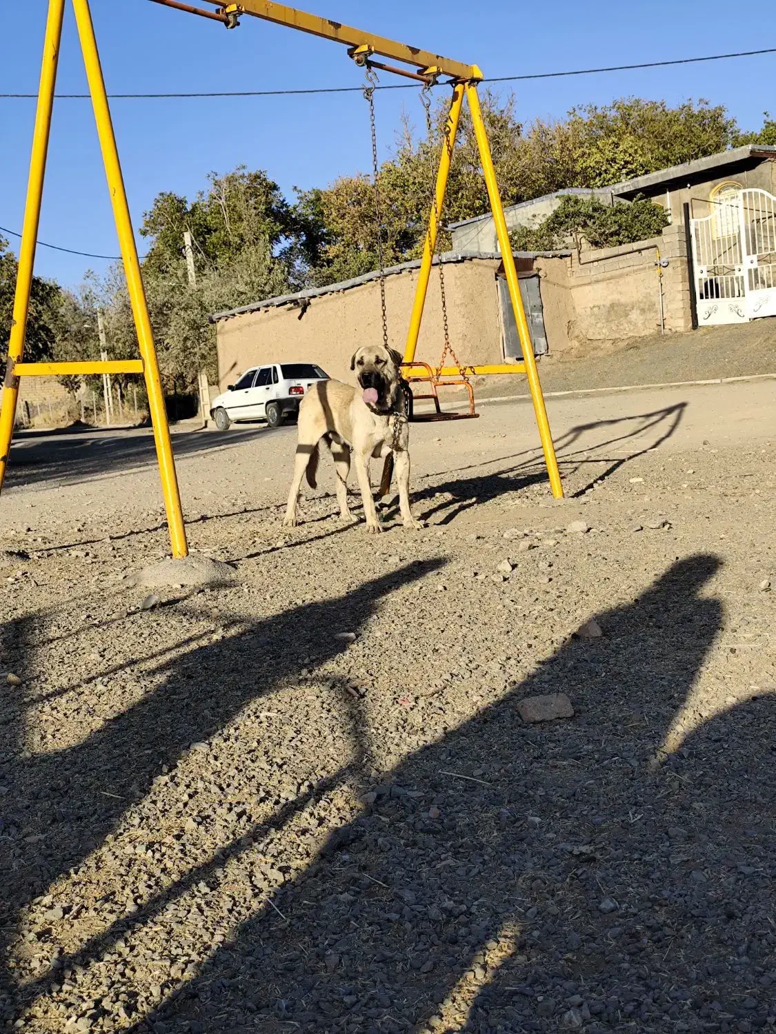 سگ پژدر دزدیده|حیوانات|کامیاران, |دیوار