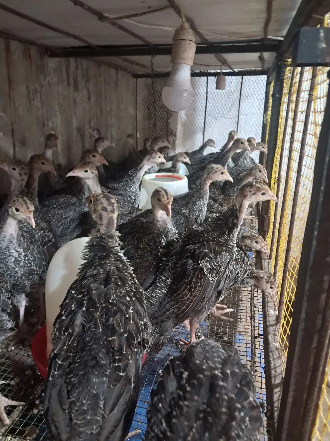 جوجه بوقلمون برنز با کیفیت|حیوانات مزرعه|قائم‌شهر, |دیوار