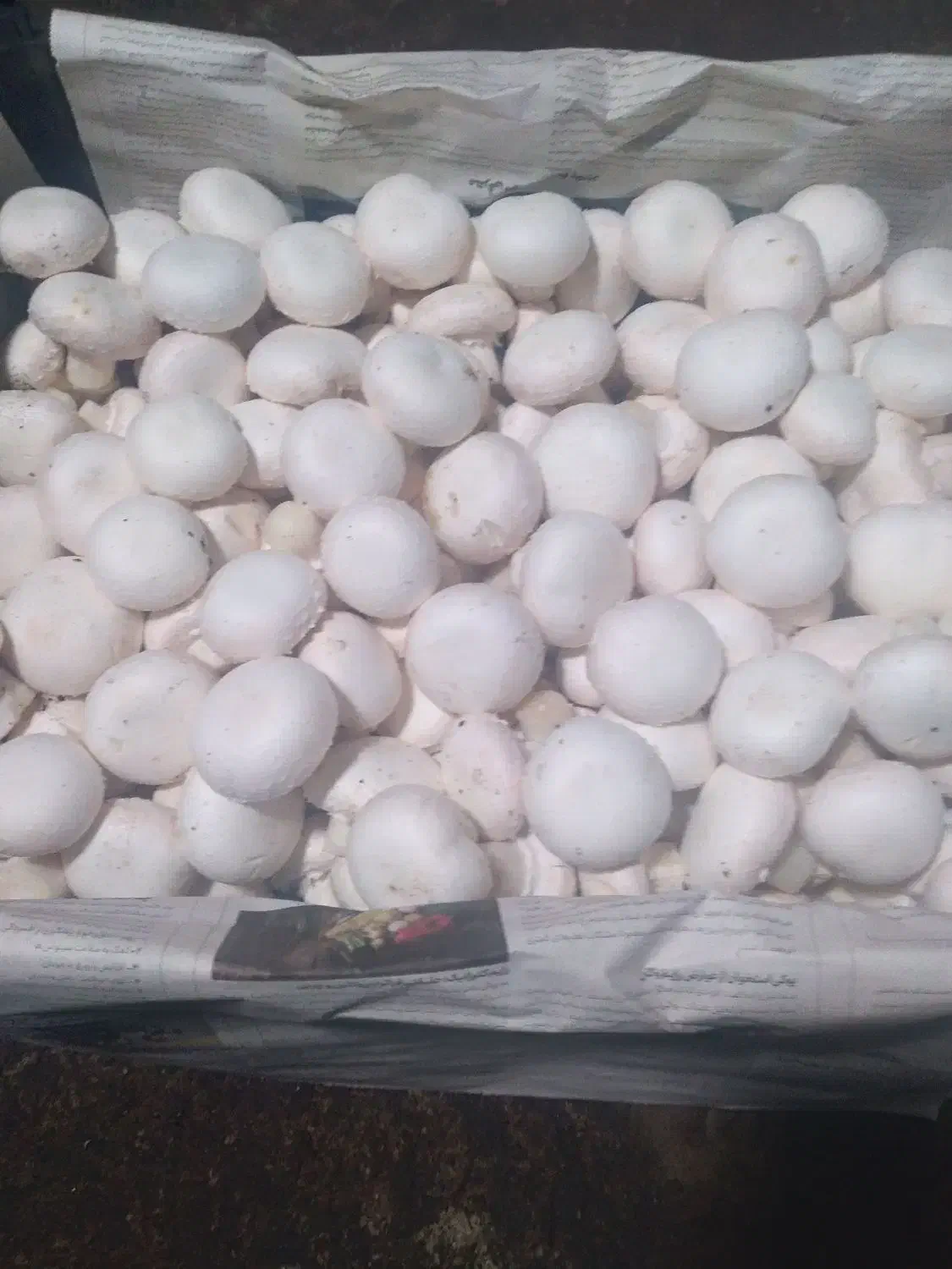 قارچ تازه و ارگانیک|خوردنی و آشامیدنی|مشگین شهر, |دیوار