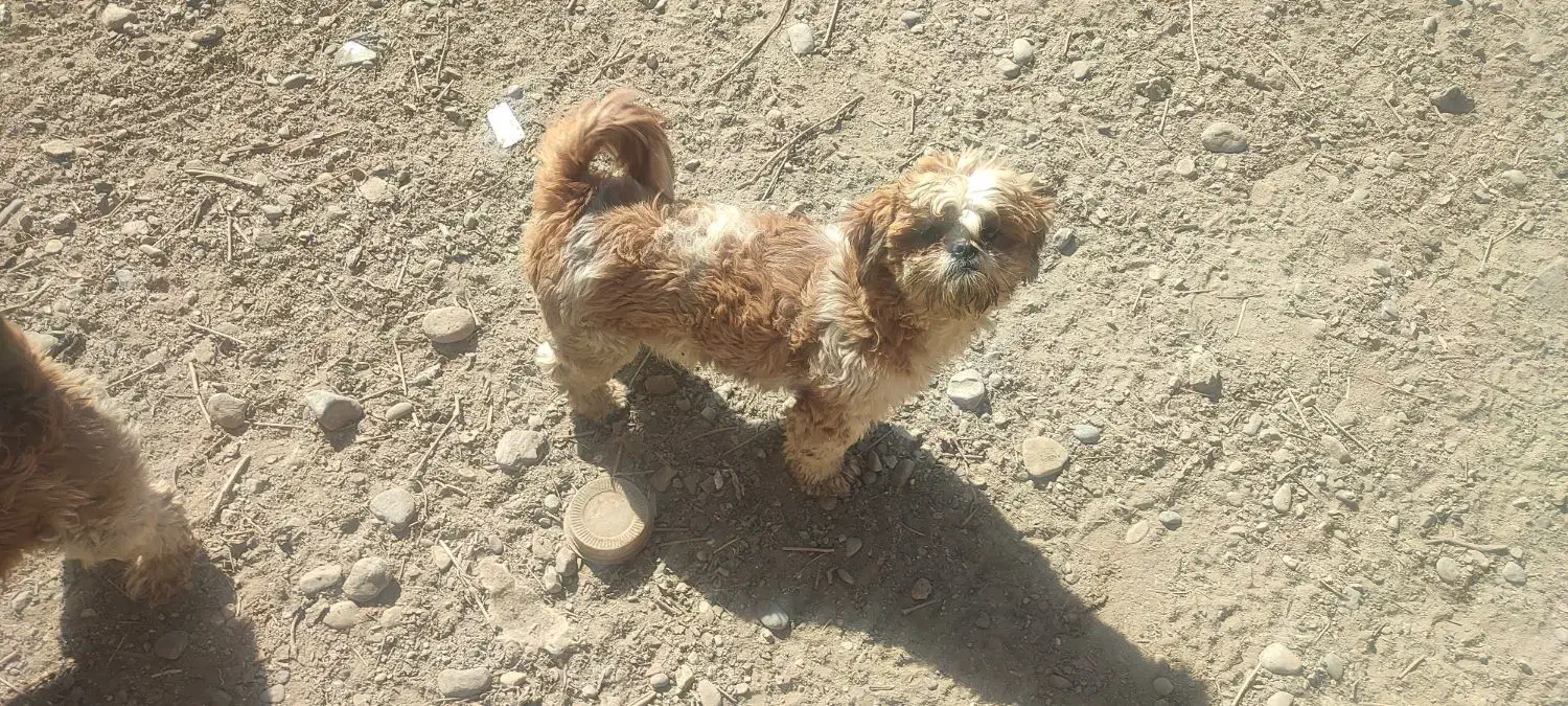 شیتزو تریر|سگ|ارومیه, |دیوار