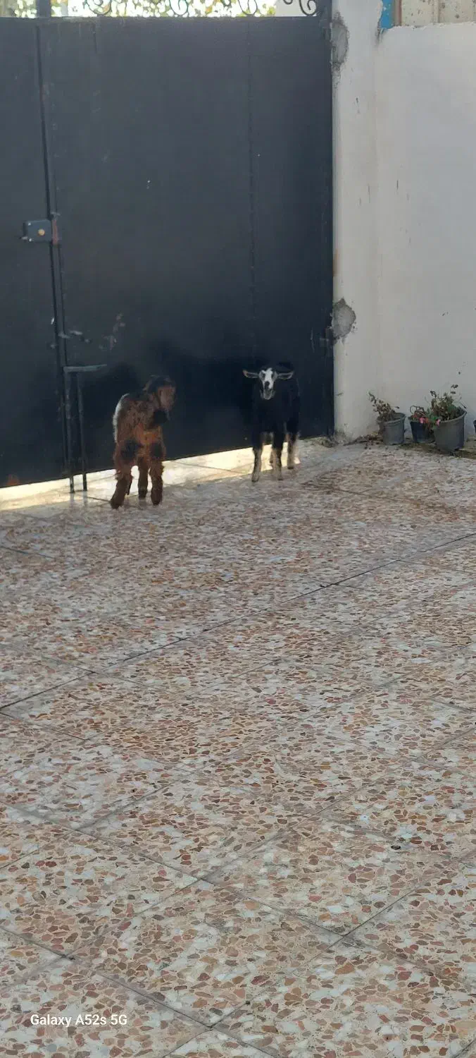 فروش دوعدد بز جوان نر وماده|حیوانات مزرعه|آستانه اشرفیه, |دیوار