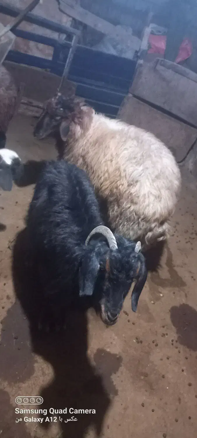 گوسفند بز|حیوانات مزرعه|صومای برادوست, |دیوار