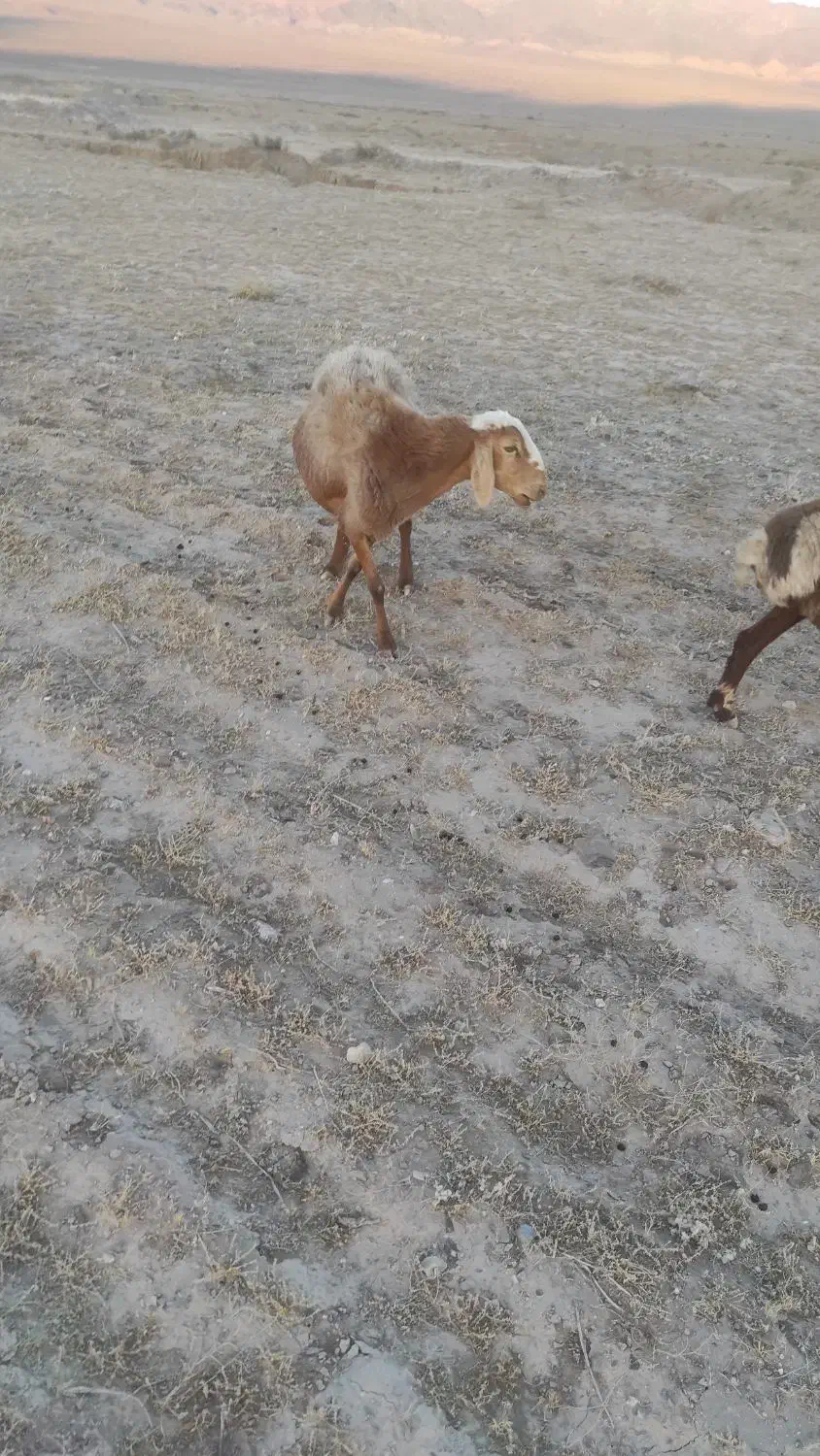 میش افشار|حیوانات مزرعه|نهبندان, |دیوار