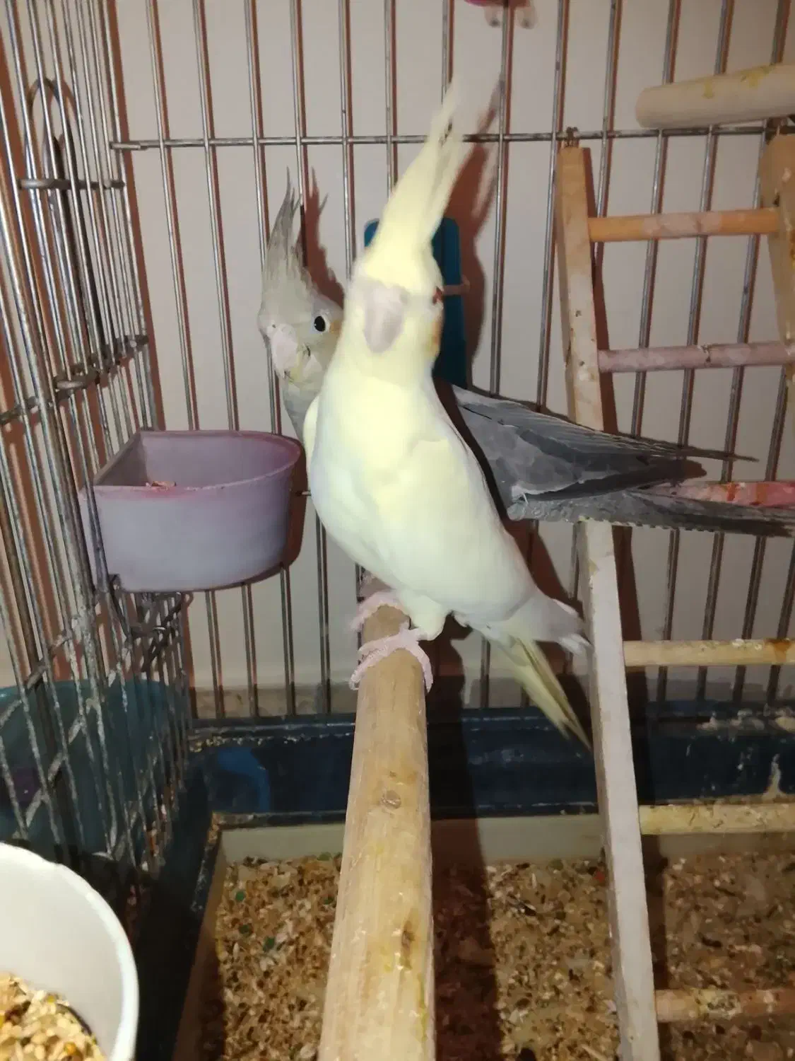 عروس هلندی جفت|پرنده|تهران, باغ خزانه|دیوار