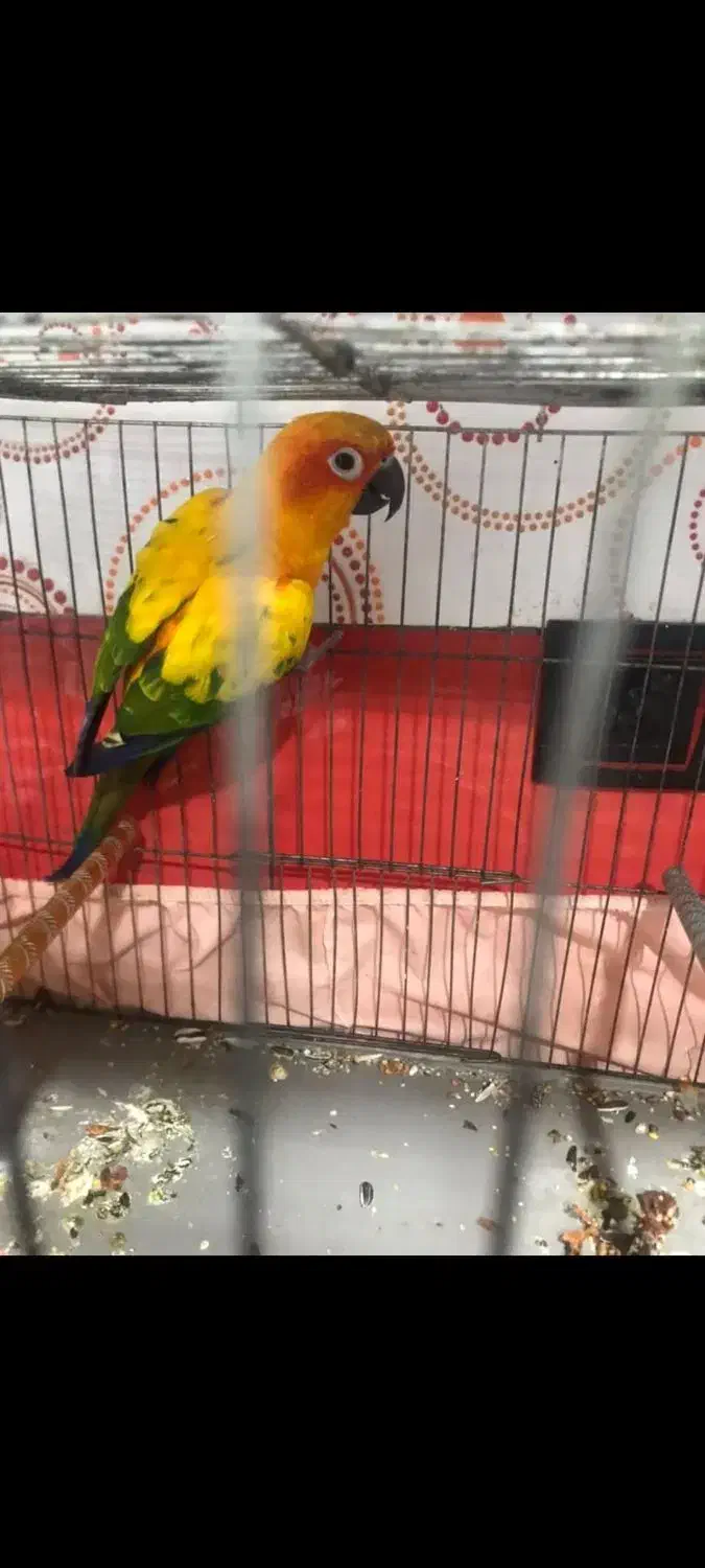 طوطی خورشیدی|پرنده|امیدیه, |دیوار