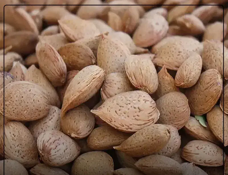 بادام شیرین|خوردنی و آشامیدنی|یاسوج, |دیوار