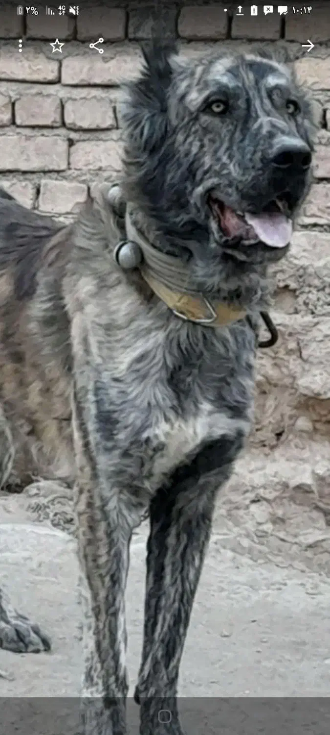 سگ گم شده|حیوانات|فرمهین, |دیوار