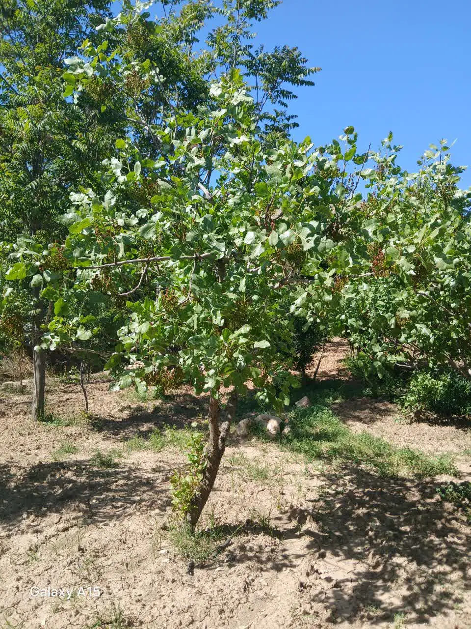 نهال|گل و گیاه طبیعی|ایلام, |دیوار