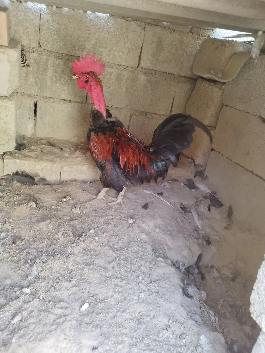 خروس پاکوتاه|حیوانات مزرعه|ریگ, |دیوار