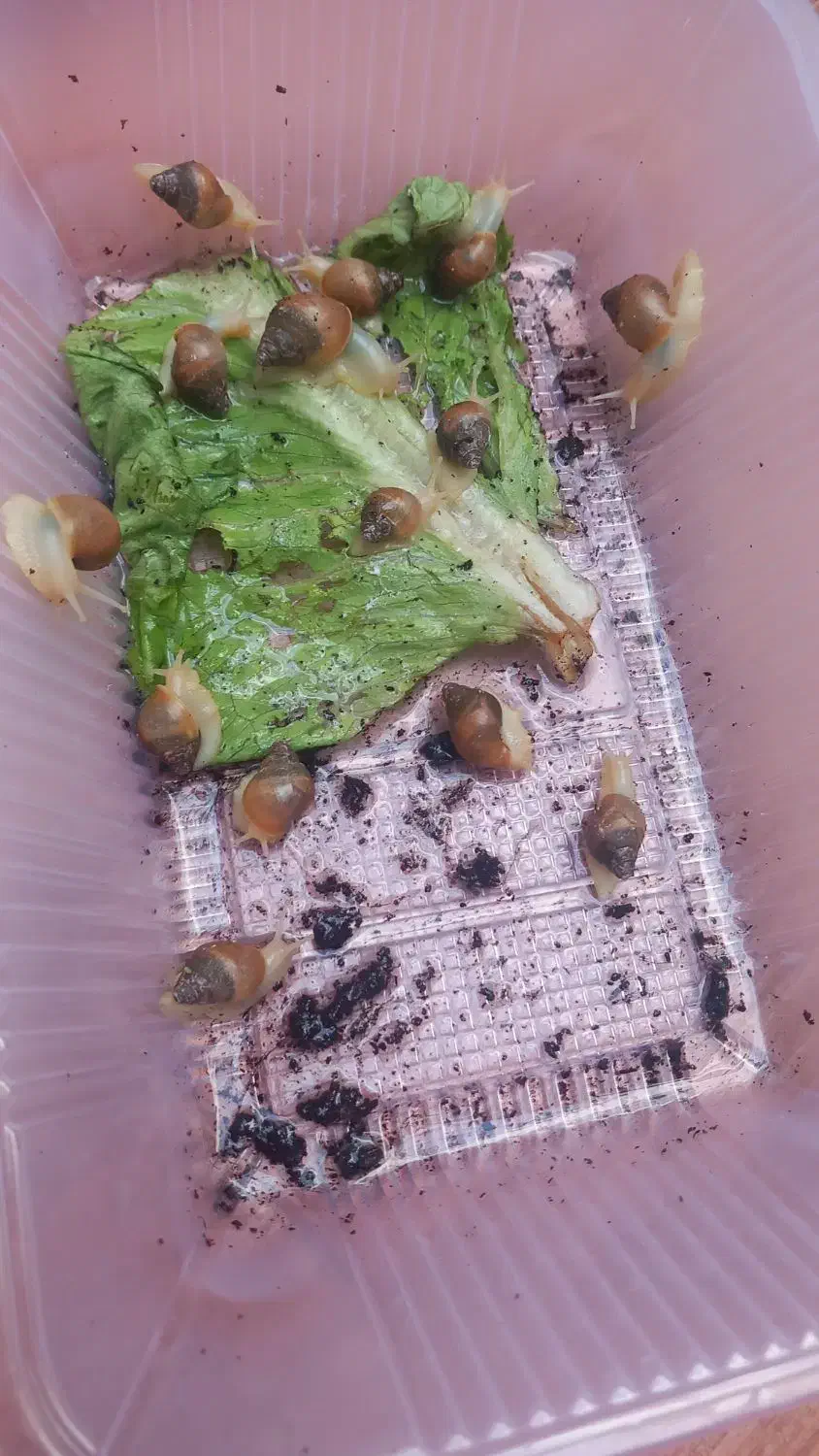 حلزون|خزنده|کرمانشاه, |دیوار