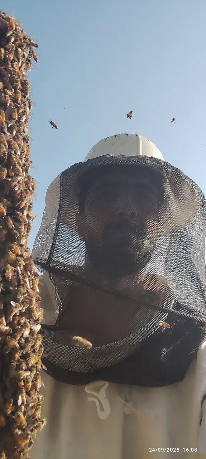 عسل صد در صد طبیعی کنار وحشی هرمزگان و ژل رویال|خوردنی و آشامیدنی|مشهد, ایثارگران|دیوار