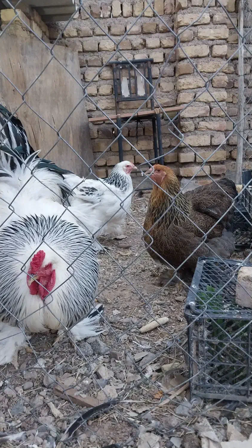 مرغ و خروس برهما|حیوانات مزرعه|خرمدشت, |دیوار