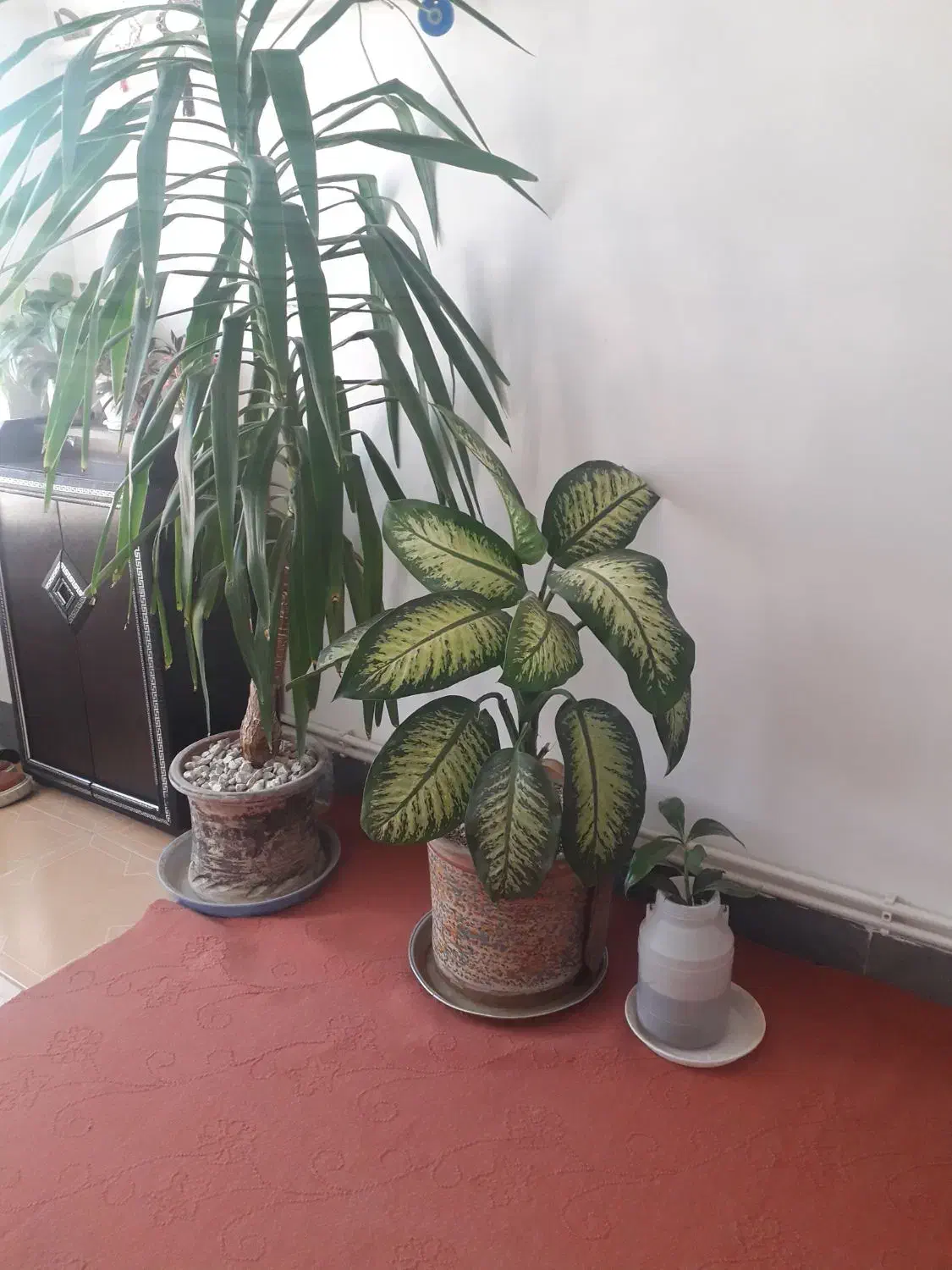 گل تزئینی دیفن‌..نخل|گل و گیاه طبیعی|گوآور, |دیوار