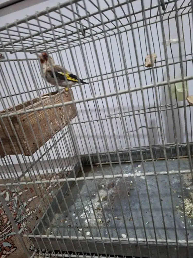 سهره کرمانی|پرنده|قدس, شهرقدس|دیوار