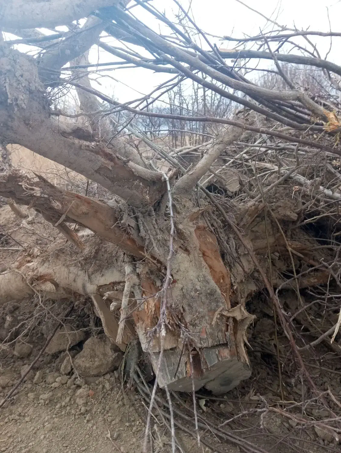 چوب|عمدهفروشی|مهاجران, |دیوار