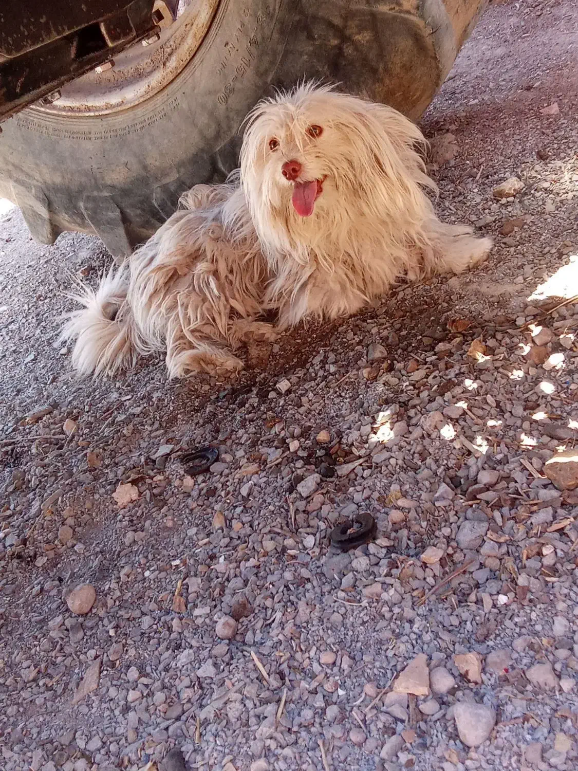 سگ شیتزو خانگی شناسنامه دار|سگ|تربت جام, معدآباد|دیوار