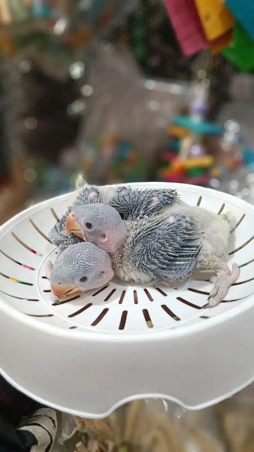 سرلاکی راهب شاه طوطی کوتوله گرینچیک عروس|پرنده|خمینیشهر, |دیوار