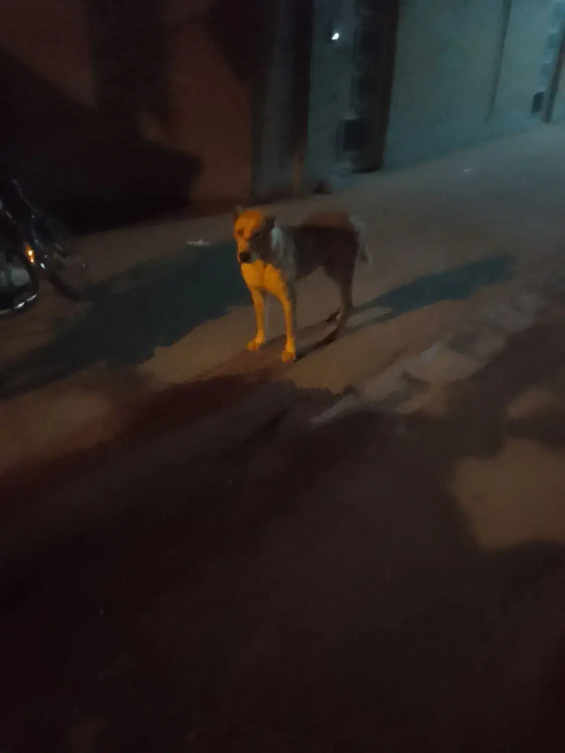 گمشده|حیوانات|نیشابور, مازول|دیوار