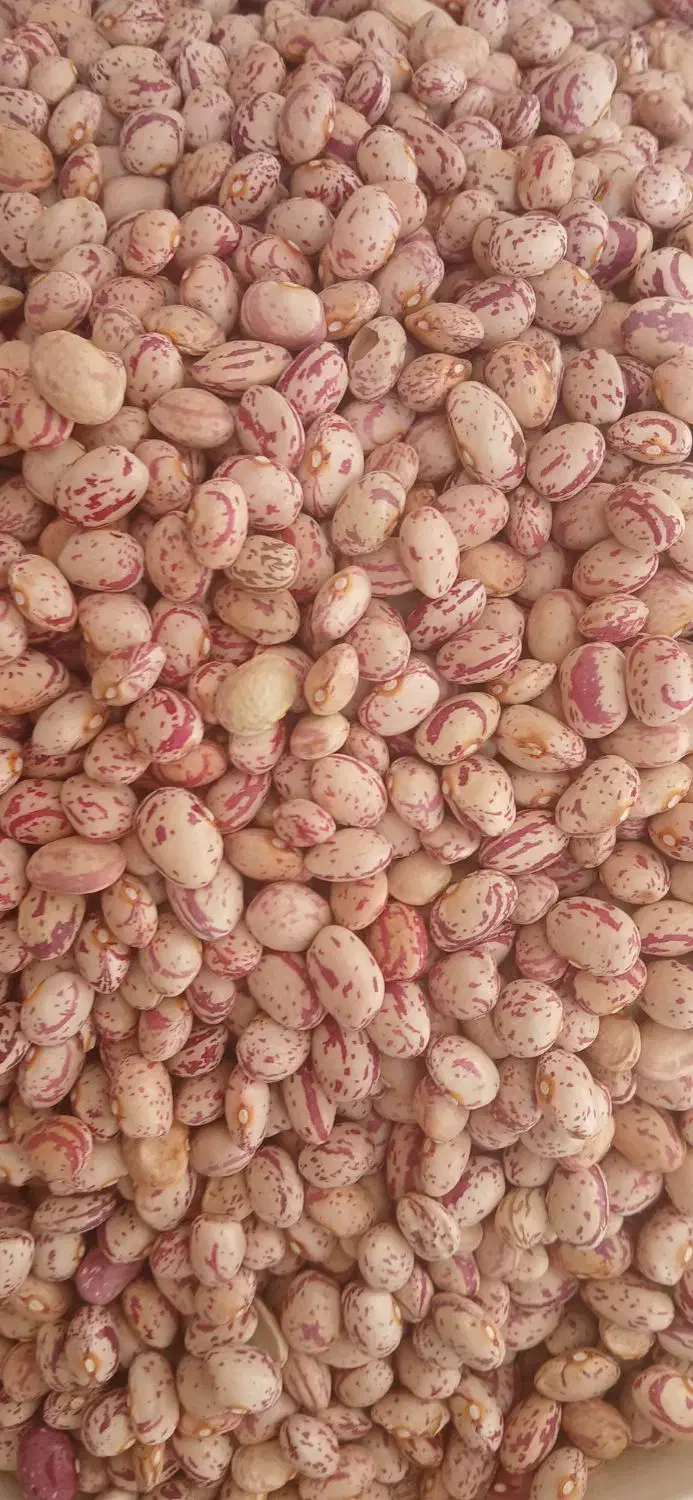 لوبیا چیتی|خوردنی و آشامیدنی|شیراز, گویم|دیوار