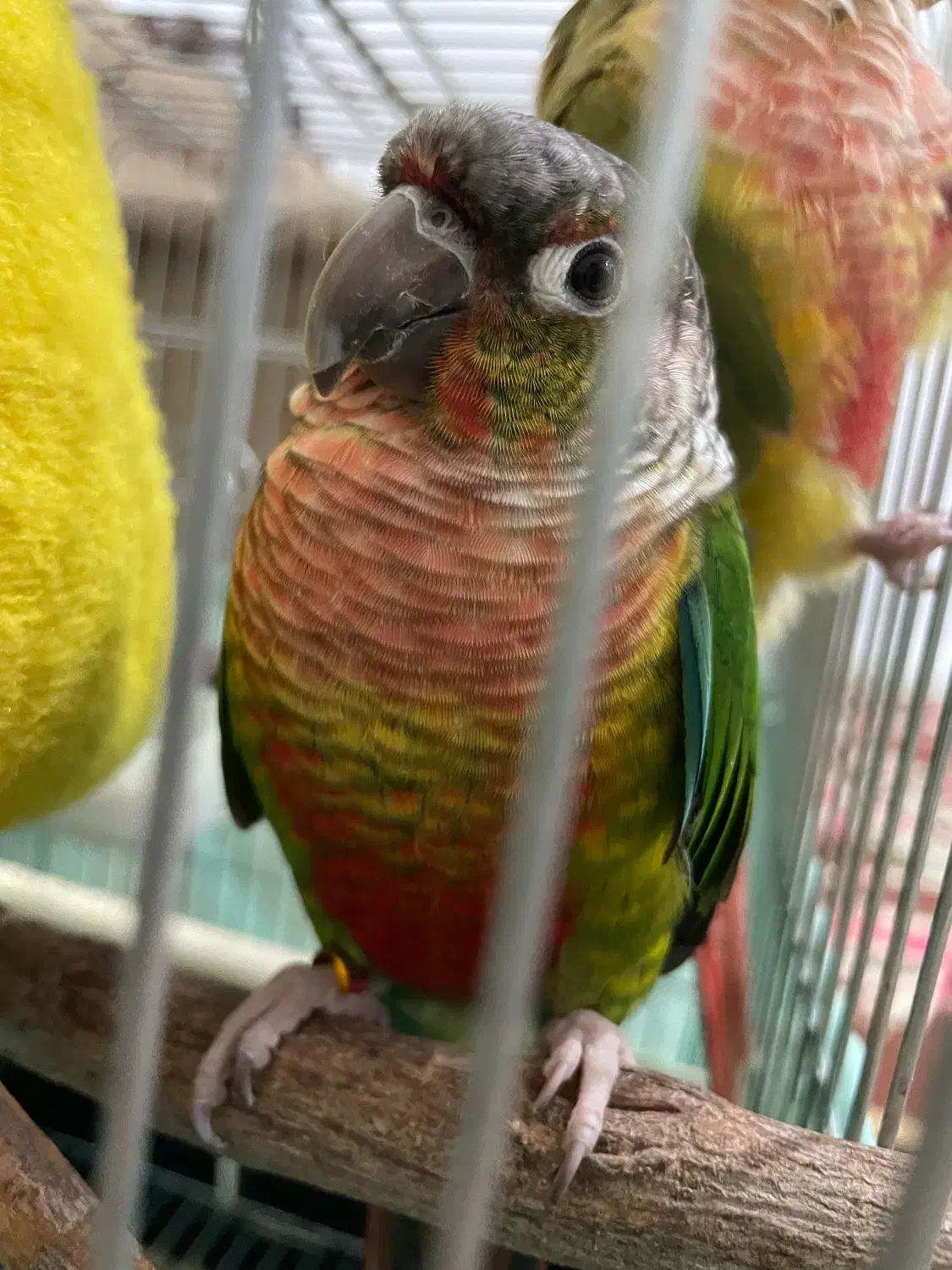 گیرینچیک|پرنده|نظرآباد, رسالت|دیوار