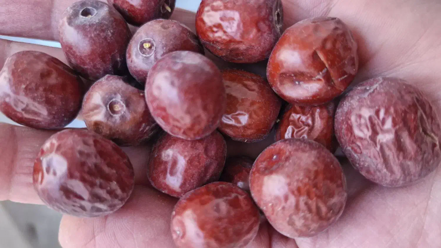 عناب|خوردنی و آشامیدنی|بیرجند, |دیوار