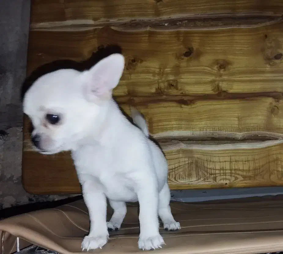 سایز جیبی|سگ|شیراز, انجیره|دیوار