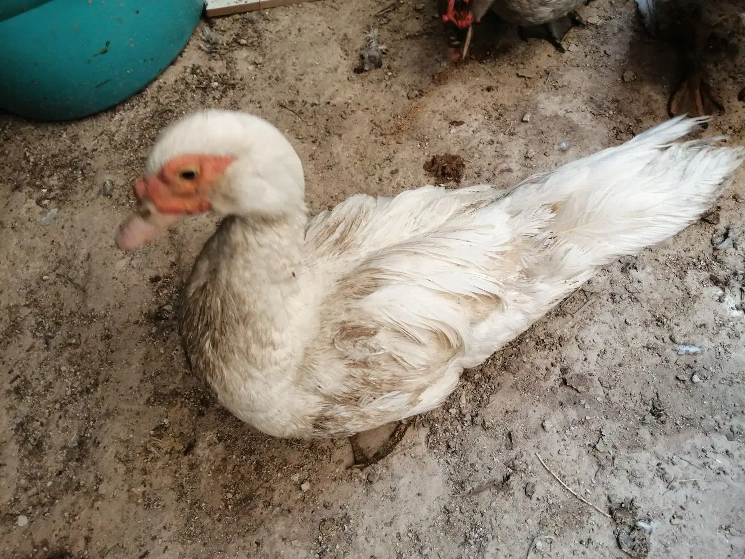 مرغابی مسکویی جوجه اردک مسکویی|حیوانات مزرعه|سرپل ذهاب, |دیوار