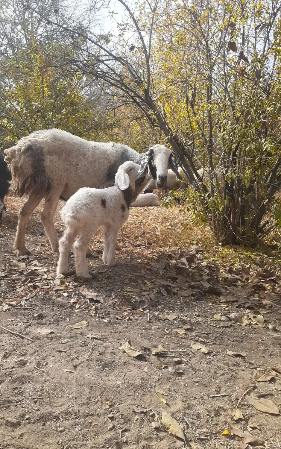 میش بره دار جون|حیوانات مزرعه|سیرجان, |دیوار