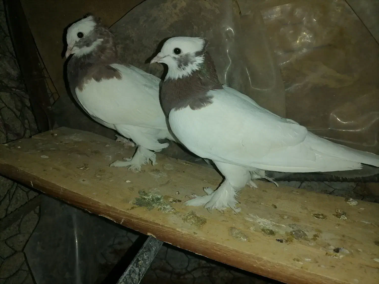 کبوتر درپرنده|پرنده|طسوج, |دیوار