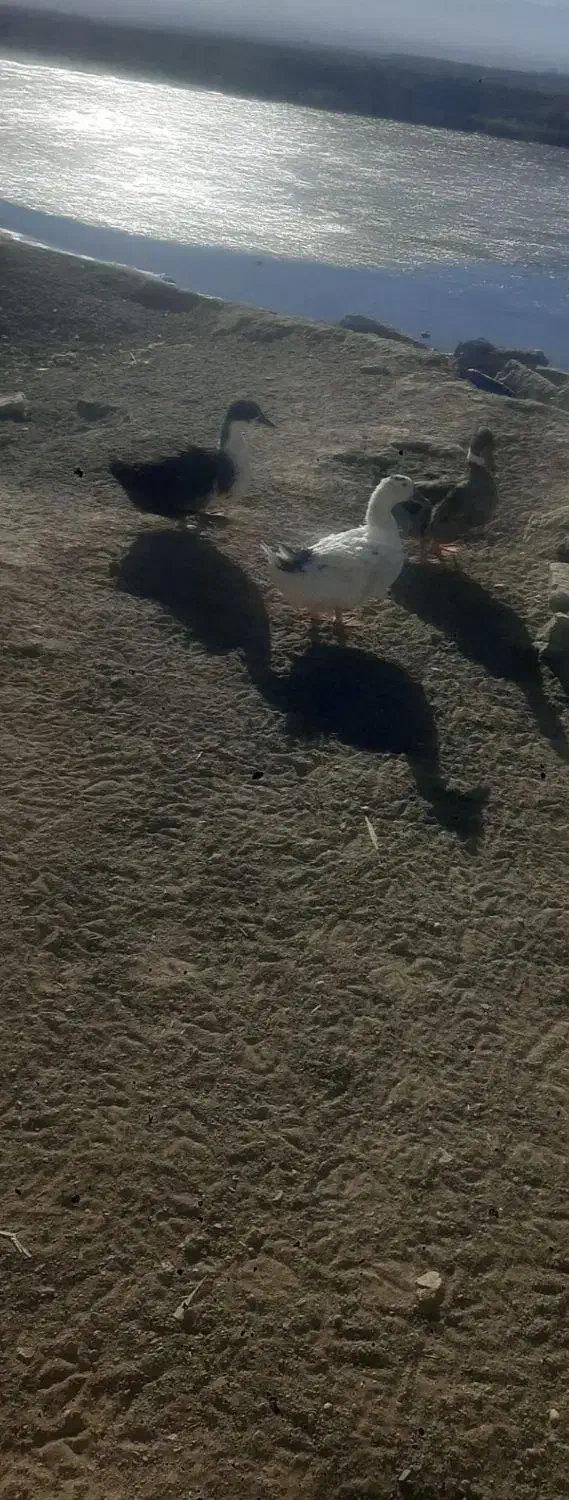 اردک|حیوانات مزرعه|سبزوار, جوادیه شرقی|دیوار