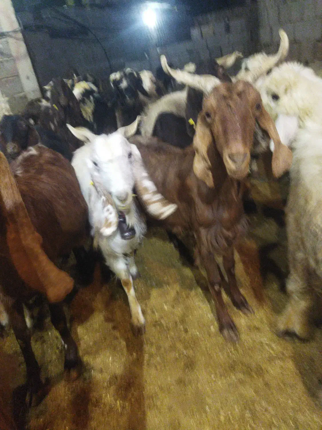 فروش بز داشتی|حیوانات مزرعه|شیراز, گویم|دیوار